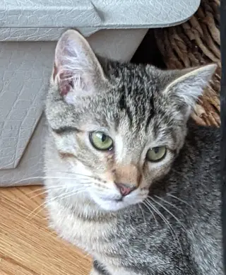 Calypso (bonded w/ Poseidon)