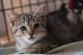 Calypso (bonded w/ Poseidon)