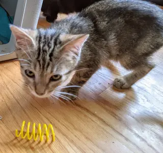 Calypso (bonded w/ Poseidon)