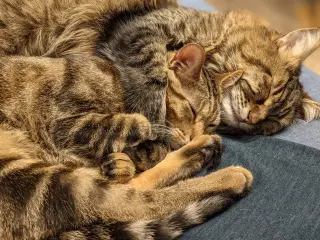 Calypso (bonded w/ Poseidon)