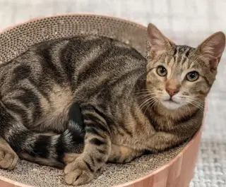 Poseidon (bonded w/ Calypso)