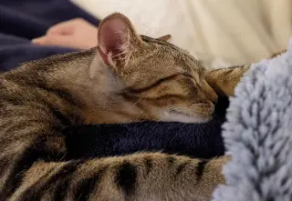 Poseidon (bonded w/ Calypso)