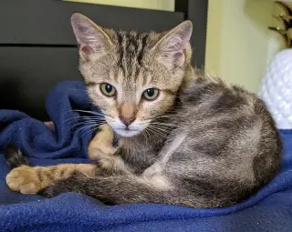 Poseidon (bonded w/ Calypso)