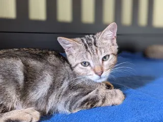 Poseidon (bonded w/ Calypso)