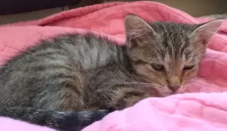 Poseidon (bonded w/ Calypso)