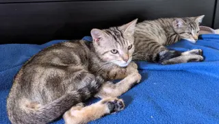 Poseidon (bonded w/ Calypso)