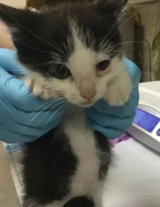 TOM