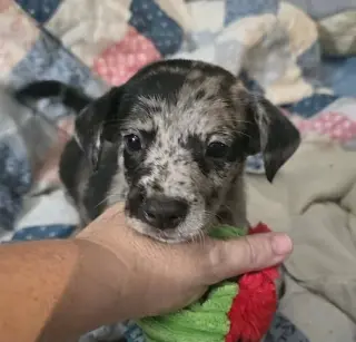 Alfie- the A Litter