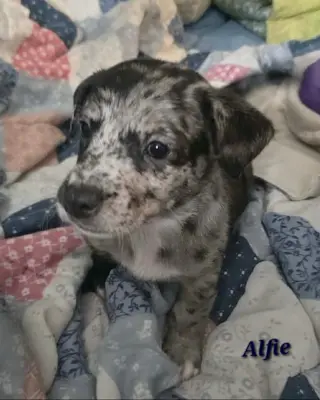 Alfie- the A Litter