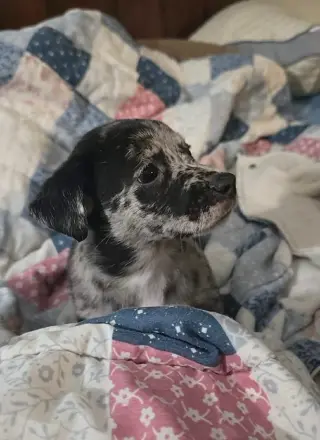 Alfie- the A Litter