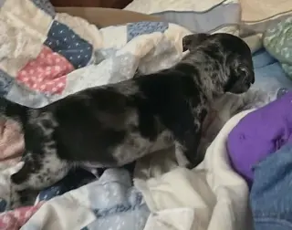 Alfie- the A Litter
