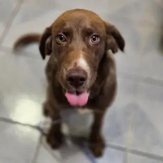 Droopy