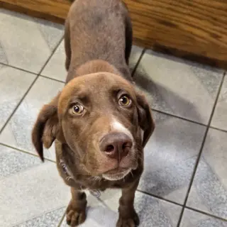 Droopy