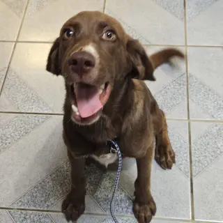 Droopy