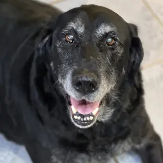 Missy