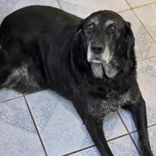 Missy