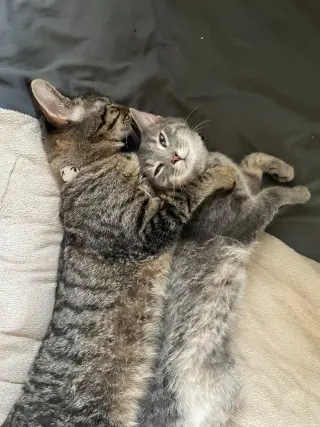 Monty / Mason