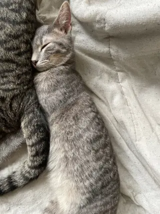Milo / Matty