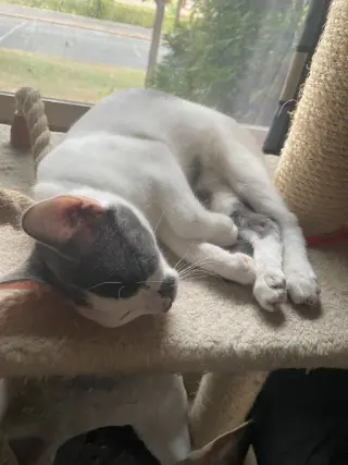 Milo / Matty