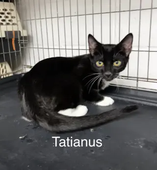 Tatianus