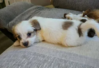 Andie - The A litter
