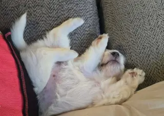 Andie - The A litter