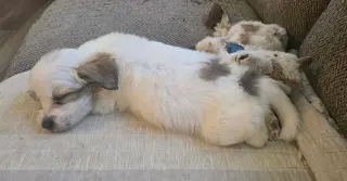 Andie - The A litter