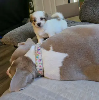 Andie - The A litter