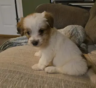 Andie - The A litter