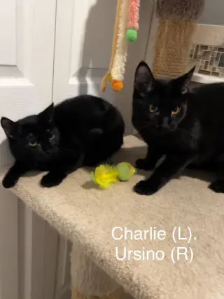 Charlie