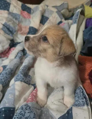 Avani- the A Litter