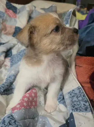Avani- the A Litter