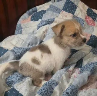 Avani- the A Litter
