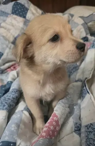 Archie- the A litter