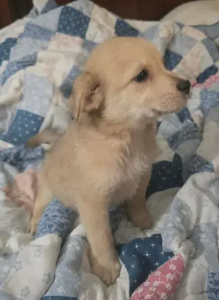 Archie- the A litter
