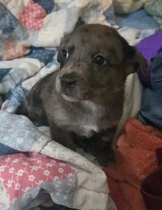 Andre- the A litter