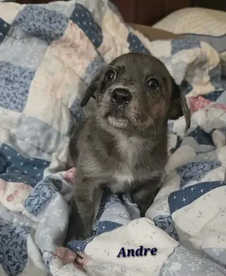Andre- the A litter