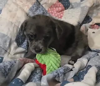 Andre- the A litter
