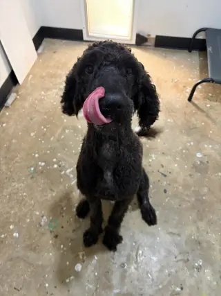 Lucky- very handsome boy