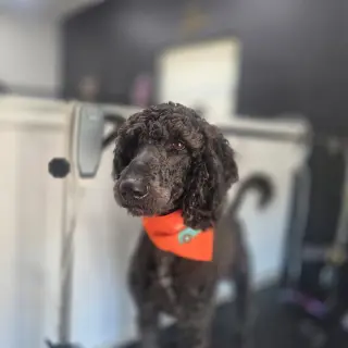 Lucky- very handsome boy
