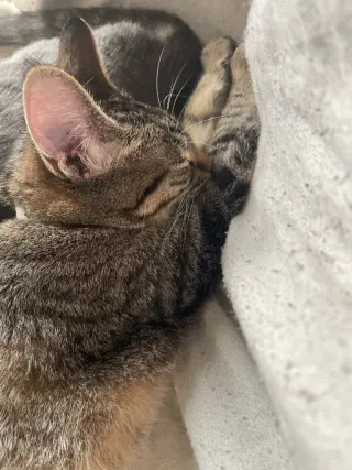 Maude / Meera