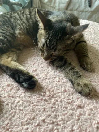 Maude / Meera