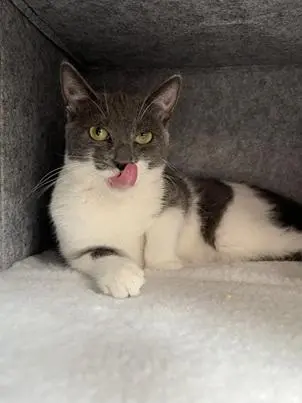 Jolie