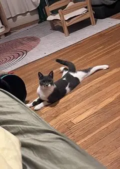 Jolie