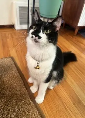 Banjo