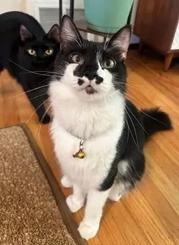 Banjo