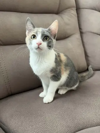 Mochi