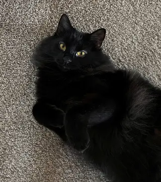 BEEF #2024 - Offered by Owner - Floofy Black Beaut