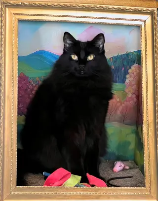BEEF #2024 - Offered by Owner - Floofy Black Beaut