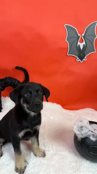 Jinx